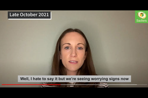 An update on cardboard box shortages (November 2021)